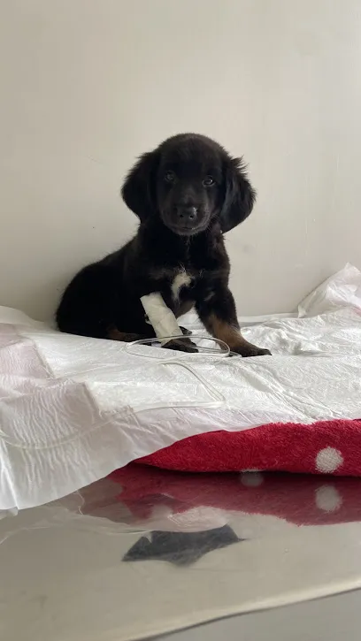 Foto de A. V Care Assistência Veterinária, uma clínica veterinária em Amapá