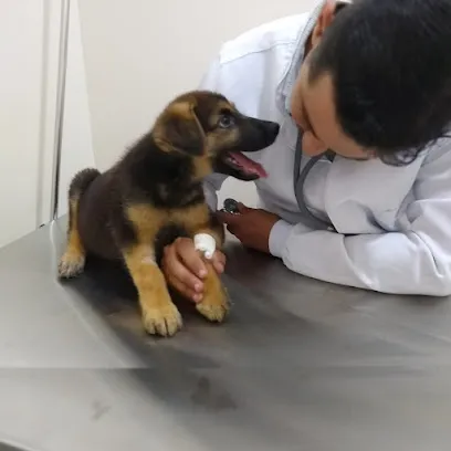 Imagem do melhor veterinário em Governador Jorge Teixeira