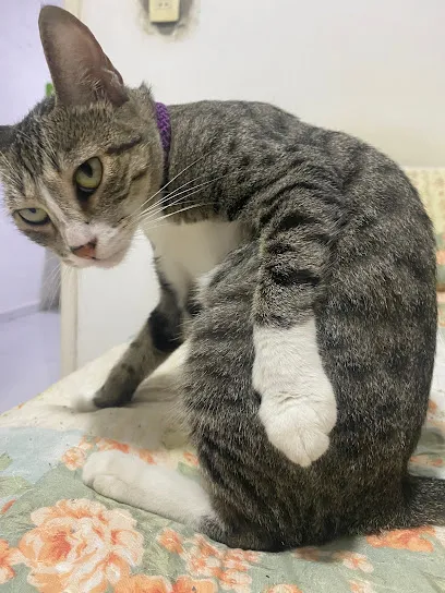 Foto de Amigos Com Patas, uma clínica veterinária em Centro-Norte Piauiense