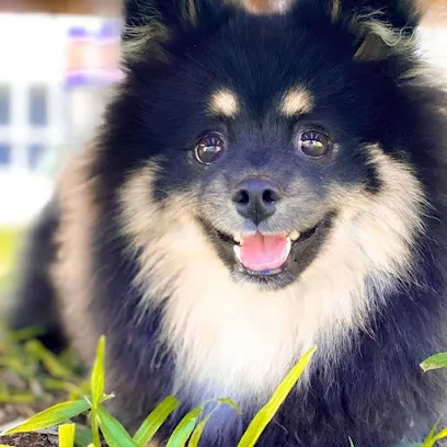 Foto de Amimed clínica veterinária e Pet shop, uma clínica veterinária em Sudoeste Paranaense