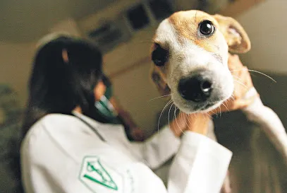 Foto de Animal Care - Espaço Veterinário, uma clínica veterinária em Santarém