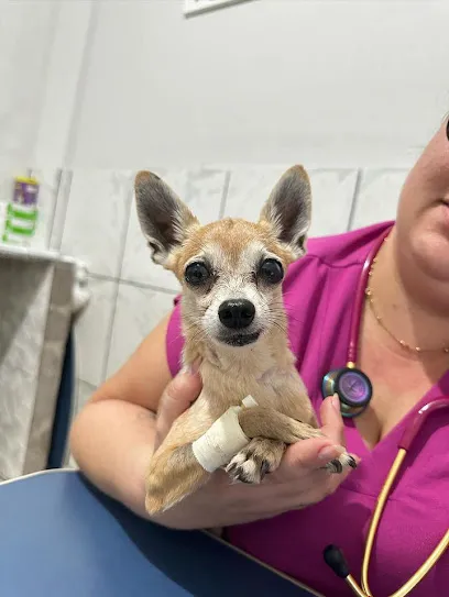 Imagem do melhor veterinário em Belém