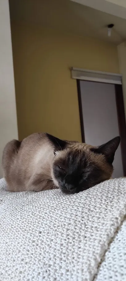 Foto de AtendiVet Santa Maria - RS, uma clínica veterinária em Centro Ocidental Rio-grandense