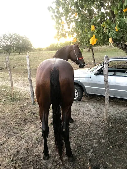 Foto de ATHLETIC EQUUS, uma clínica veterinária em Leste Potiguar