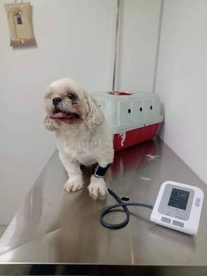 Imagem do melhor veterinário em Jaú