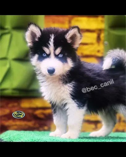 Foto de Bichos & Cia, uma clínica veterinária em Centro Goiano