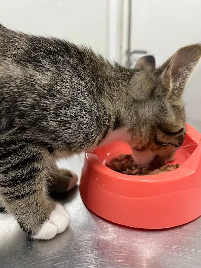 Foto de Bruna Ribeiro Felinos, uma clínica veterinária em Vale do Paraíba Paulista