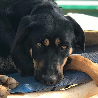 Foto de Cadela Carlota loja caridade Lagos, uma clínica veterinária em Lagos