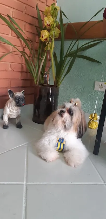 Canto dos Bichos Clínica Veterinária e Pet Shop en Piracicaba