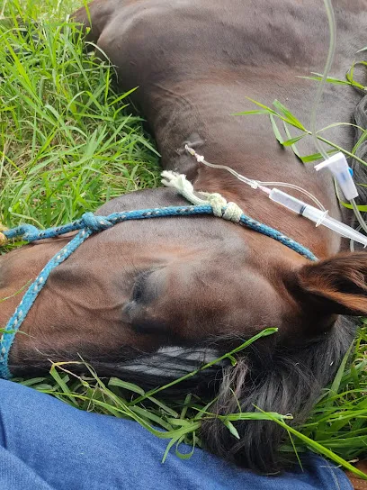 Foto de CentralVET - Clínica Veterinária, uma clínica veterinária em Central Espírito-santense