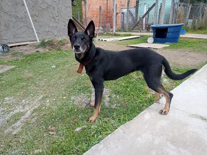 Centro de Bem-Estar Animal de Joinville - CBEA en Norte Catarinense