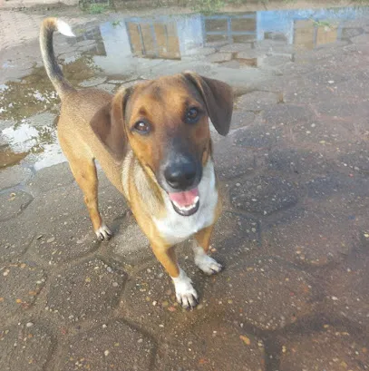 Imagem do melhor veterinário em Teixeirópolis