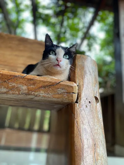 Centro Médico Veterinário Quatro Patas en Centro Goiano