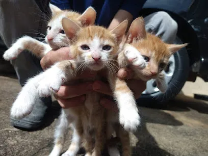 Centro Veterinário Dr Paulo Marinho en Minas Gerais