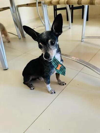 Imagem em destaque de Centro Veterinário Dr. Ricardo Tenório, uma clínica veterinária em Bom Jesus da Lapa