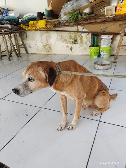 Clínica Medica e Cirurgica Veterinário JW en Belém