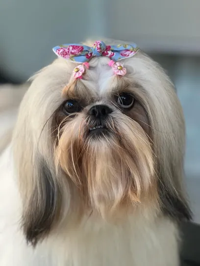 Imagem do melhor veterinário em Cascavel