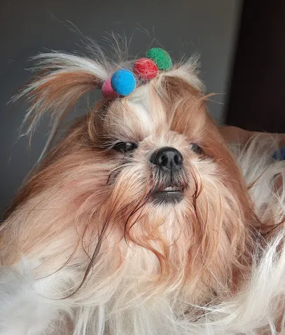 Foto de Clínica Veterinária Cevet Guarapari Atendimento 24 Horas, uma clínica veterinária em Central Espírito-santense