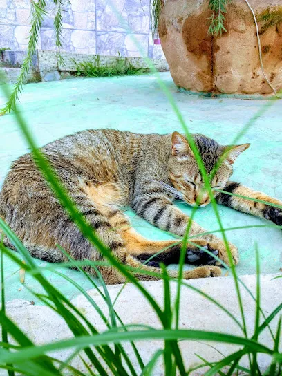 Clínica Veterinária Dr. de Bichos en Vale do Rio Doce