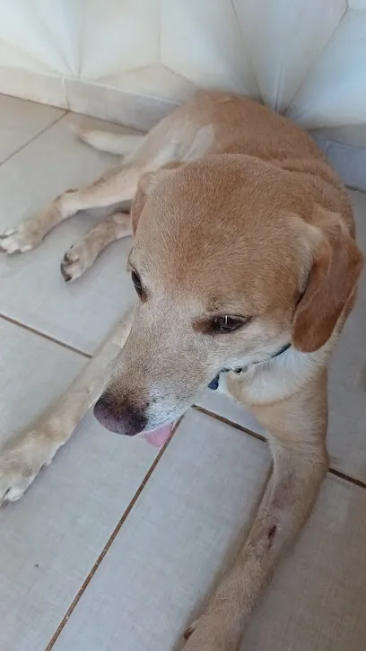 Clínica Veterinária e Atendimento Domiciliar | Dr. Yuri Rossi - Para Emergencia, Ligue. en São José do Rio Preto