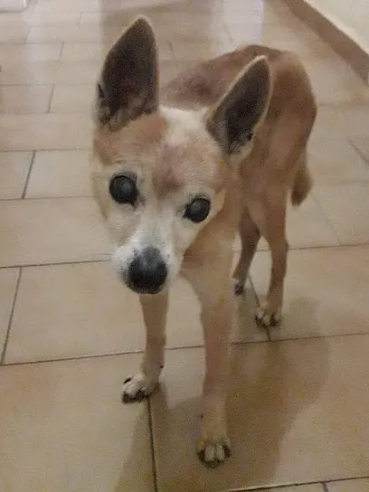 Clínica Veterinária e Pet Shop - Bicho Levado en São José do Rio Preto