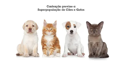 Clínica Veterinária Projeto Castração en Santa Catarina