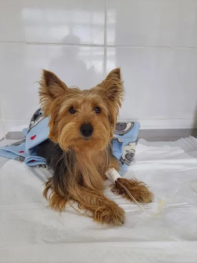 Clínica Veterinária Smartvet en Metropolitana do Rio de Janeiro