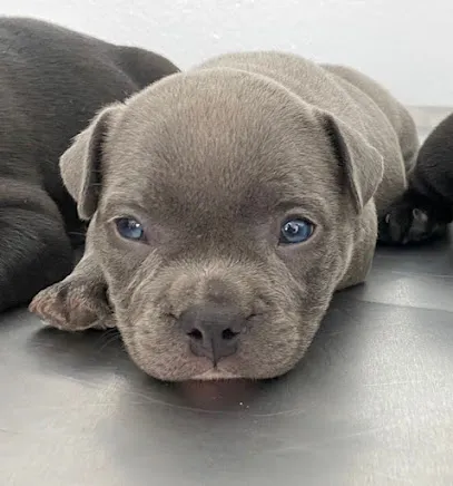 Foto de Clínica Veterinária São Francisco de Assis em Boa Vista/RR, uma clínica veterinária em Boa Vista