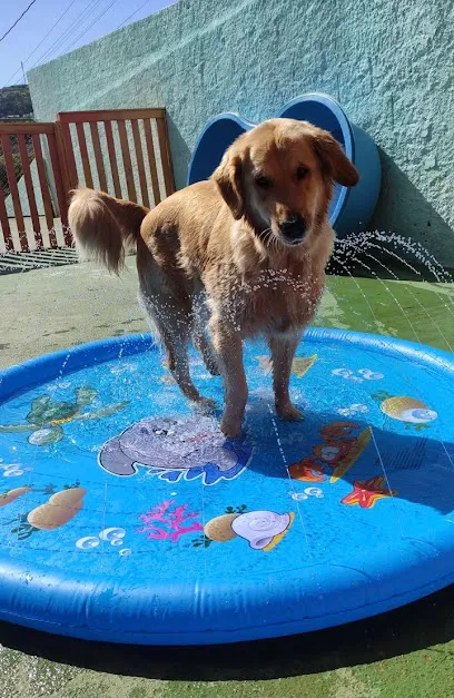 Imagem do melhor veterinário em São Lourenço