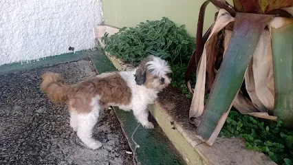 Clínica Veterinária UPA Animais 24 H - Cuidados Dia e Noite en Sul/Sudoeste de Minas