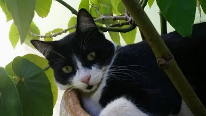 Clínica Veterinária Vila Virgínia en Ribeirão Preto