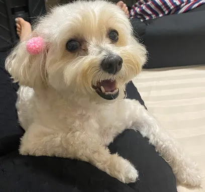 Foto de Clinicat & Dogs, uma clínica veterinária em Distrito Federal