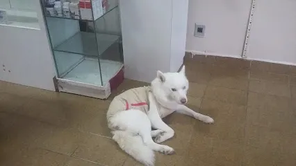 Foto de Cão e Gato Clínica Veterinária, uma clínica veterinária em Leste Alagoano