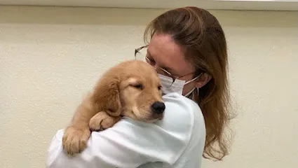 Imagem do melhor veterinário em Ulianópolis