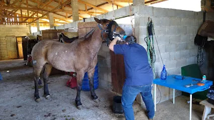 Cortese Medicina Equina en Paraná