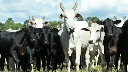 Cria+ en Miracema do Tocantins