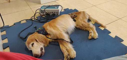 Imagem do melhor veterinário em Porto Velho