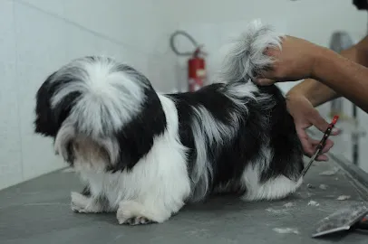 Foto de Dog Show Clinica Veterinária - Banho & Tosa, uma clínica veterinária em Norte de Minas