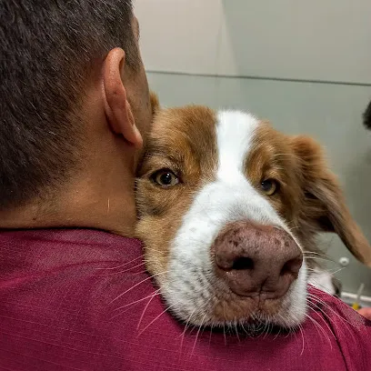 Doutor Silvestre Clínica Veterinária en Rio de Janeiro