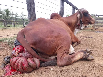 FTImedvet - Clínica médica de grande animais - equino bovino caprino suíno ovino en São Paulo