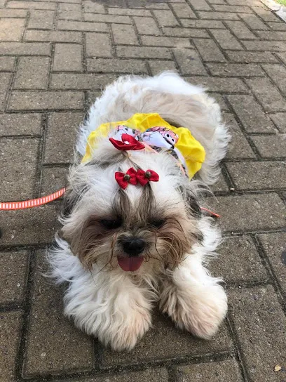 Imagem em destaque de Hospital Veterinário Bem Estar - 24h, uma clínica veterinária em Maceió