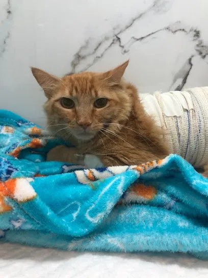 Foto de Hospital Veterinário Brasília, uma clínica veterinária em Leste Goiano