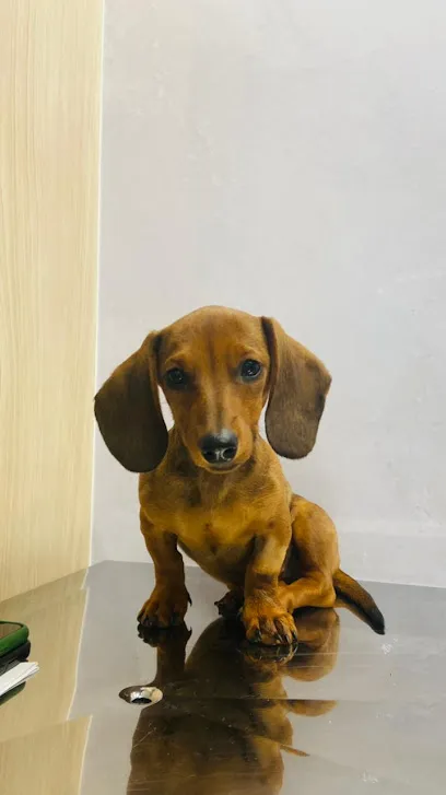 Hospital Veterinário Carinho de Bicho - Unidade Vila Ema en Vale do Paraíba Paulista