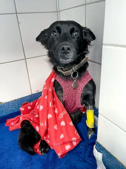 Hospital Veterinário Medeiros Lapa 24 Horas en Metropolitana de Curitiba