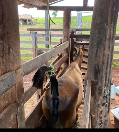 Foto de IGS- Dr. Isac Gabriel - Reprodução Equina, uma clínica veterinária em Imperatriz