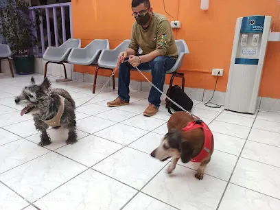 Imagem do melhor veterinário em Santiago