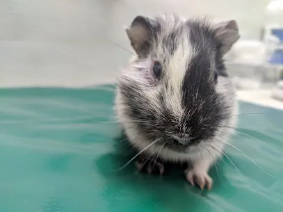 Foto de Louysse Monteiro - Clínica e Cirurgia de Animais Silvestres e Pets Exóticos, uma clínica veterinária em Metropolitana de Belém