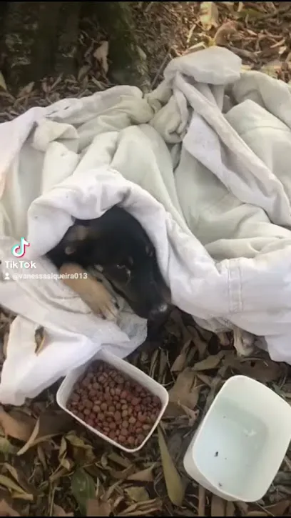 Foto de Médico veterinário em itanhaem (Dr. Everton), uma clínica veterinária em Litoral Sul Paulista