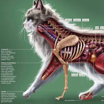 Foto de MedVet - Francisco Fredson Ferreira, uma clínica veterinária em Piauí