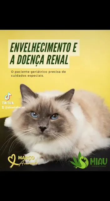 Miau Clínica para Gatos en Porto Velho